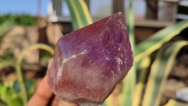 Natural Large Amethyst Crystals x 6 From Zambia