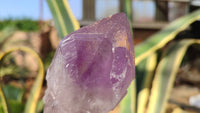 Natural Large Amethyst Crystals x 6 From Zambia