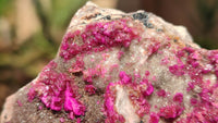 Natural Pink Salrose Cobaltion Dolomite Specimens  x 6 From Kakanda, Congo