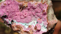 Natural Pink Salrose Cobaltion Dolomite Specimens  x 6 From Kakanda, Congo