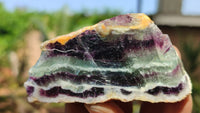 Polished One Side Polished Watermelon Fluorite Pieces  x 12 From Uis, Namibia