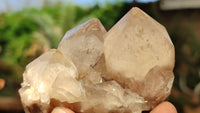 Natural Smokey Phantom Quartz Clusters x 6 From Luena, Congo