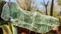 Polished One Side Polished Watermelon Fluorite Pieces  x 4 From Uis, Namibia