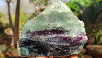 Polished One Side Polished Watermelon Fluorite Pieces  x 4 From Uis, Namibia