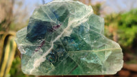 Polished One Side Polished Watermelon Fluorite Pieces  x 4 From Uis, Namibia