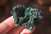 Natural Small Chatoyant Silky Malachite Specimens  x 35 From Congo