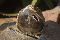 Polished Petrified Wood Branch Pieces x 4 From Gokwe, Zimbabwe