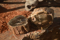 Polished Petrified Wood Branch Pieces x 4 From Gokwe, Zimbabwe