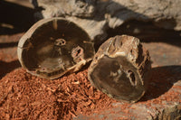 Polished Petrified Wood Branch Pieces x 4 From Gokwe, Zimbabwe