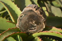 Polished Petrified Wood Branch Pieces x 4 From Gokwe, Zimbabwe