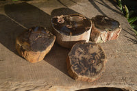 Polished Petrified Wood Branch Pieces x 4 From Gokwe, Zimbabwe