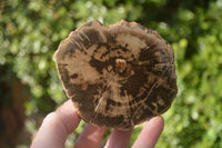 Polished Petrified Wood Branch Pieces x 4 From Gokwe, Zimbabwe