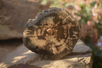 Polished Petrified Wood Branch Pieces x 4 From Gokwe, Zimbabwe