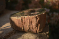 Polished Petrified Wood Branch Pieces x 4 From Gokwe, Zimbabwe