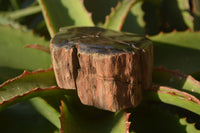 Polished Petrified Wood Branch Pieces x 4 From Gokwe, Zimbabwe