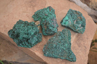 Natural Chatoyant Silky Malachite Specimens  x 4 From Kasompe, Congo