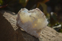 Natural Rough Dendritic White Opal Specimens  x 24 From Namibia