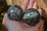 Polished Stromatolite Spheres  x 6 From Madagascar