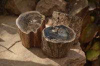 Polished Petrified Wood Branch Pieces  x 3 From Gokwe, Zimbabwe