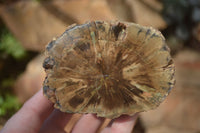 Polished Petrified Wood Branch Pieces  x 3 From Gokwe, Zimbabwe