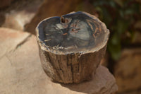 Polished Petrified Wood Branch Pieces  x 3 From Gokwe, Zimbabwe