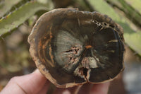 Polished Petrified Wood Branch Pieces  x 3 From Gokwe, Zimbabwe