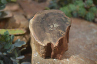 Polished Petrified Wood Branch Pieces  x 3 From Gokwe, Zimbabwe