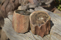 Polished Petrified Wood Branch Pieces  x 3 From Gokwe, Zimbabwe