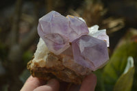 Natural Amethyst Clusters x 6 From Zambia