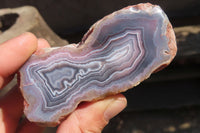 Polished River Agate Nodules  x 6 From Sashe River, Zimbabwe