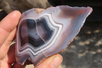 Polished River Agate Nodules  x 6 From Sashe River, Zimbabwe