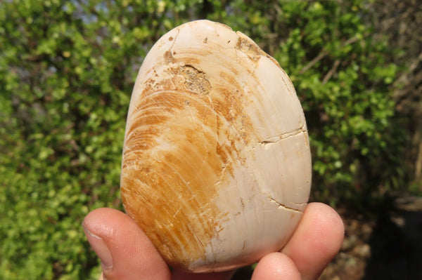 Natural Fossil Clam Pairs x 6 From Tulear, Madagascar