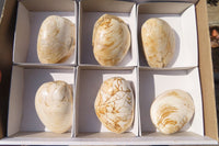 Natural Fossil Clam Pairs x 6 From Tulear, Madagascar