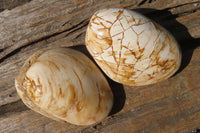 Natural Fossil Clam Pairs x 6 From Tulear, Madagascar