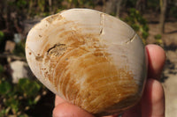 Natural Fossil Clam Pairs x 6 From Tulear, Madagascar