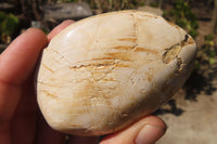 Natural Fossil Clam Pairs x 6 From Tulear, Madagascar