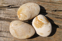 Natural Fossil Clam Pairs x 6 From Tulear, Madagascar