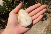 Natural Fossil Clam Pairs x 6 From Tulear, Madagascar