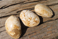 Natural Fossil Clam Pairs x 6 From Tulear, Madagascar