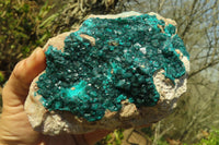 Natural Extra Large Dioptase Dolomite Specimen  x 1 From Congo