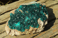 Natural Extra Large Dioptase Dolomite Specimen  x 1 From Congo