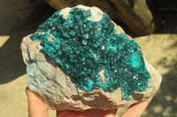 Natural Extra Large Dioptase Dolomite Specimen  x 1 From Congo