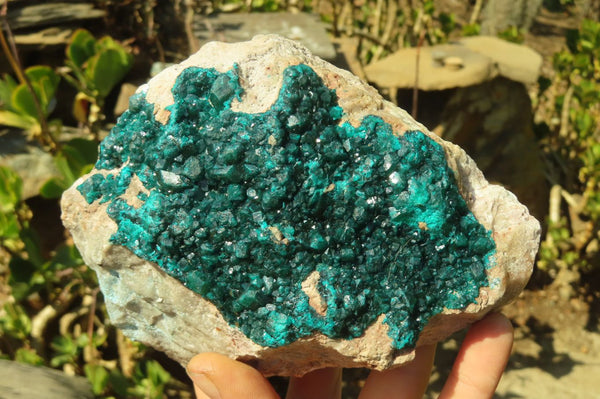 Natural Extra Large Dioptase Dolomite Specimen  x 1 From Congo