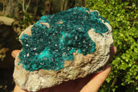 Natural Extra Large Dioptase Dolomite Specimen  x 1 From Congo