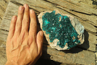 Natural Extra Large Dioptase Dolomite Specimen  x 1 From Congo