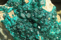 Natural Extra Large Dioptase Dolomite Specimen  x 1 From Congo