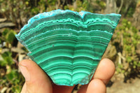 Polished Flower Banded Malacholla Slices  x 6 From Congo