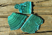 Polished Flower Banded Malacholla Slices  x 6 From Congo