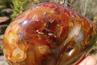 Polished Large Carnelian Agate Display Piece  x 1 From Madagascar