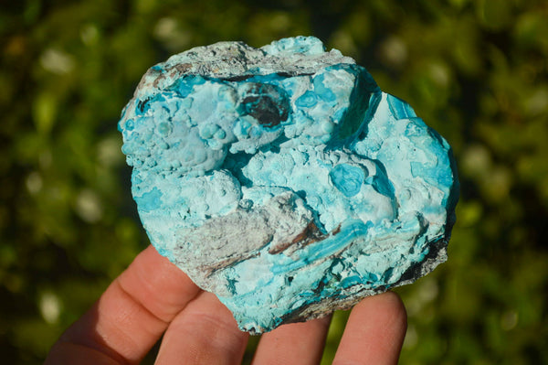 Natural Botryoidal Chrysocolla Specimens x 2 From Congo